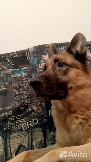 Немецкая овчарка в добрые руки