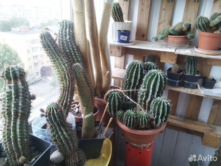 Цветущий эхинопсис