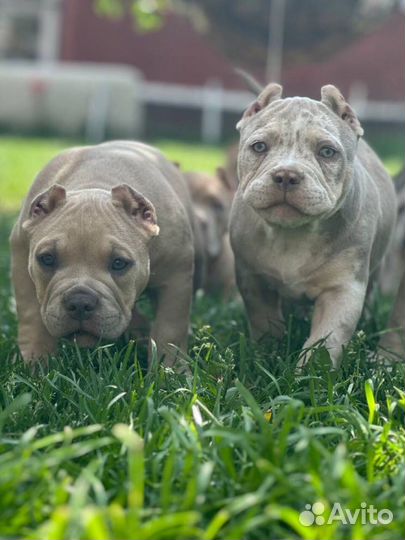 Американский булли щенки покет