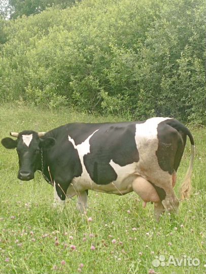 Корова дойная (две из трёх на выбор)