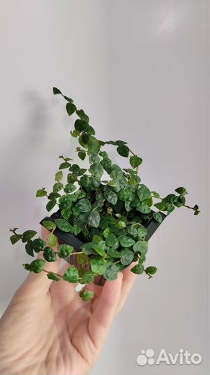 Фикусы пумила: Минима, Санни, Грин санни, Кёрли