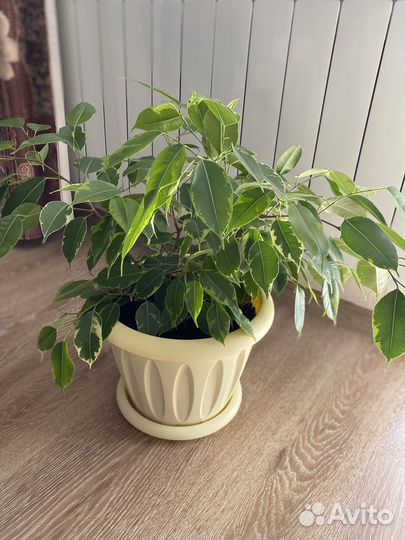 Фикус бенджамина