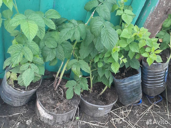 Ремонтантная малина