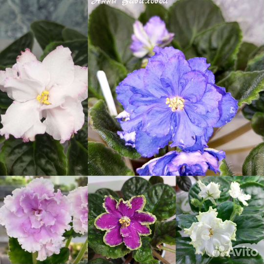 Набор черенков сортовых фиалок 20 шт почта