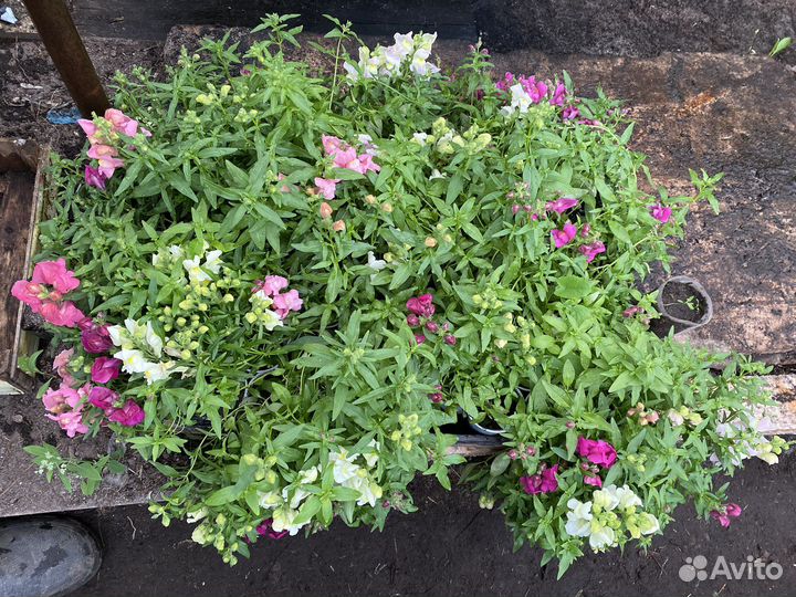 Рассада помидор и огурцов