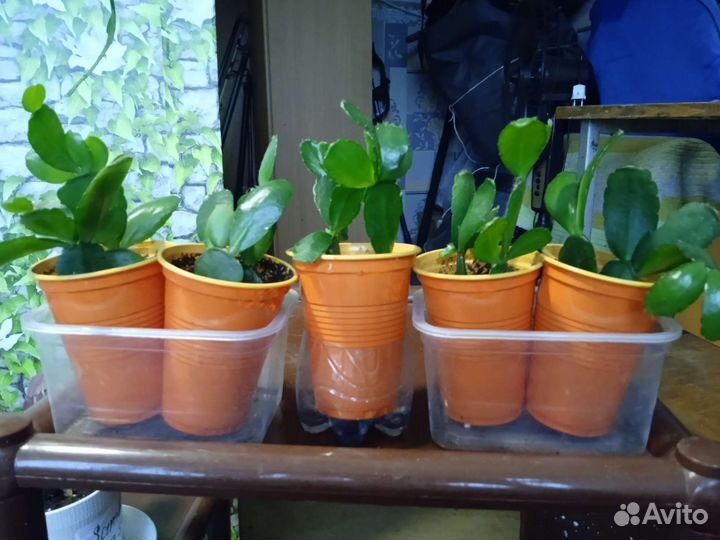 Рипсалидопсис