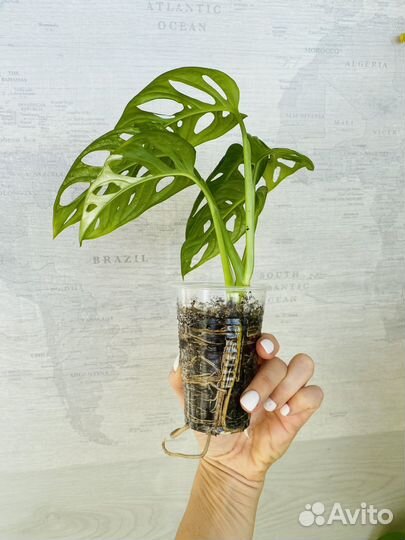 Монстера адансона вариегатная