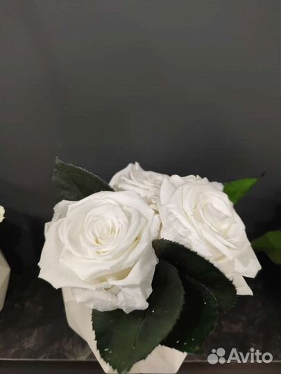 Стабилизированные цветы