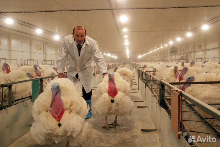 Работник птицефабрики/питание проживание