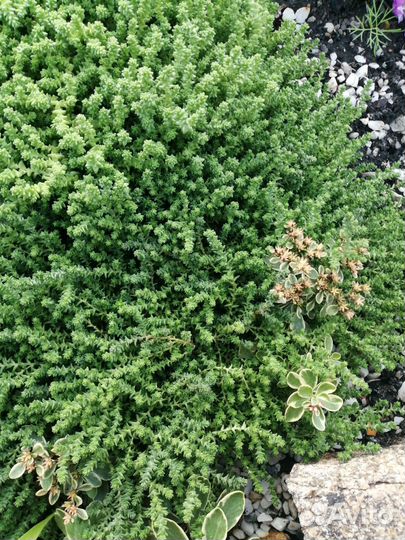 Многолетники