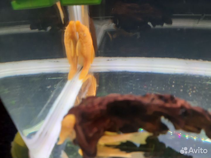 Сомики анциструсы