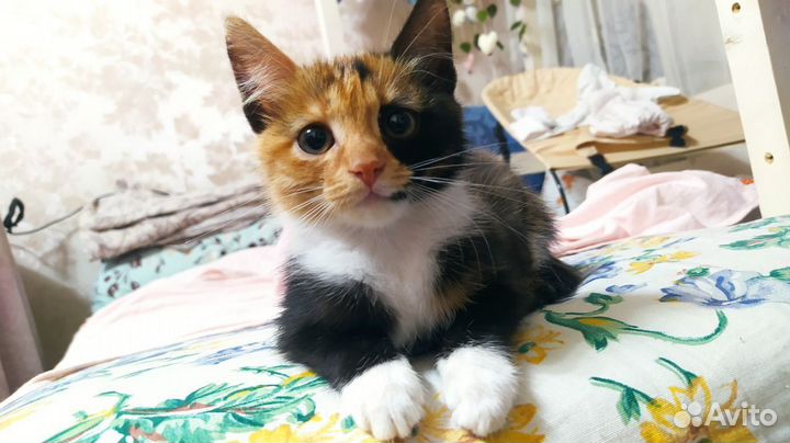 Котенка девочка 2 мес