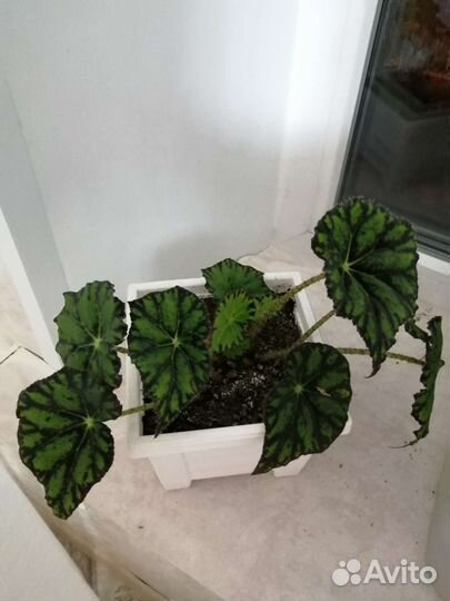 Комнатные цветы