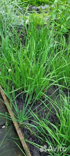 Джусай лук Китайский