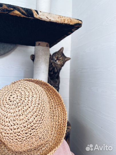 Кошка Алюта ищет семью