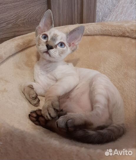 Девон-рекс тигренок