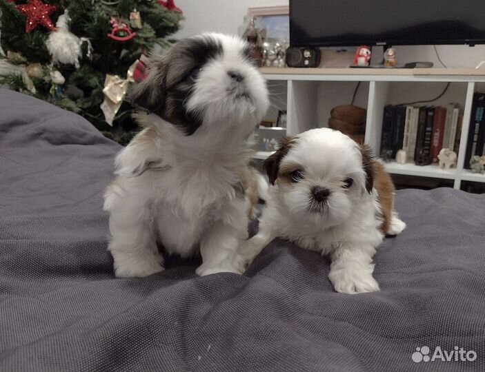 Щенки ши-тцу