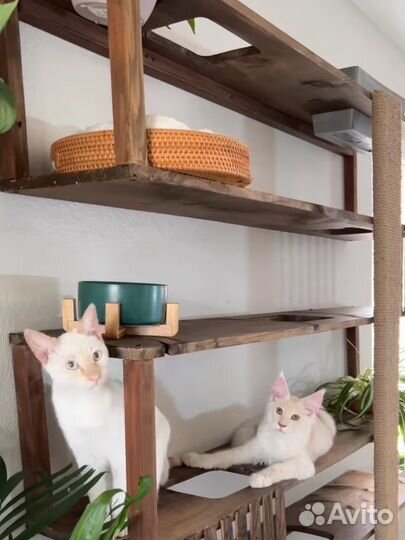 Стенка для вашего питомца