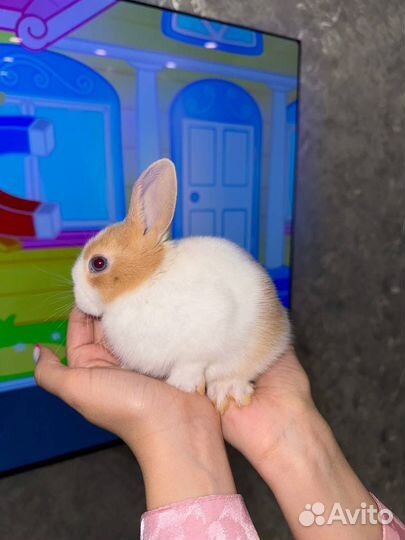 Карликовый кролик