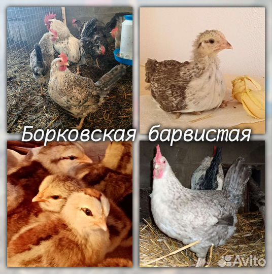 Инкубационное яйцо