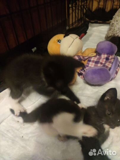 Котята в добрые руки бесплатно