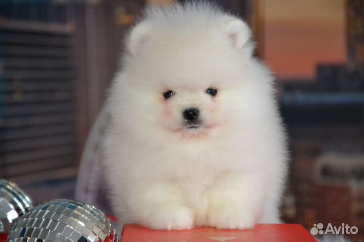 Красивые щенки шпиц