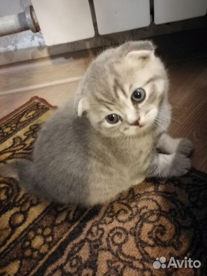 Шотландская