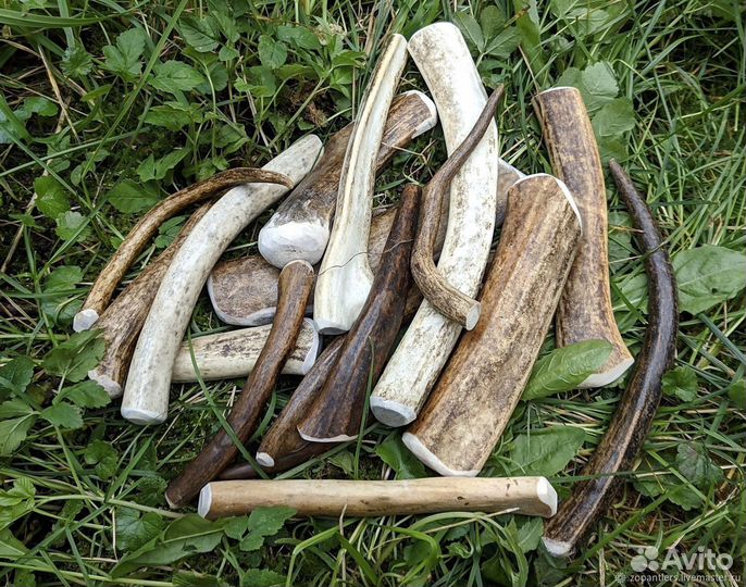 Рога оленя и лося для собак