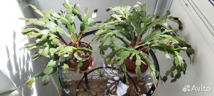 Декабрист шлюмбергера