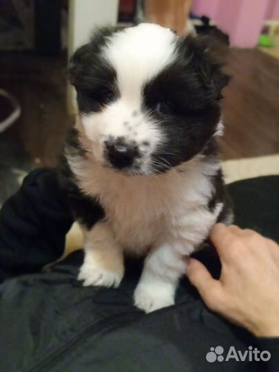 Продам щенка якутской лайки