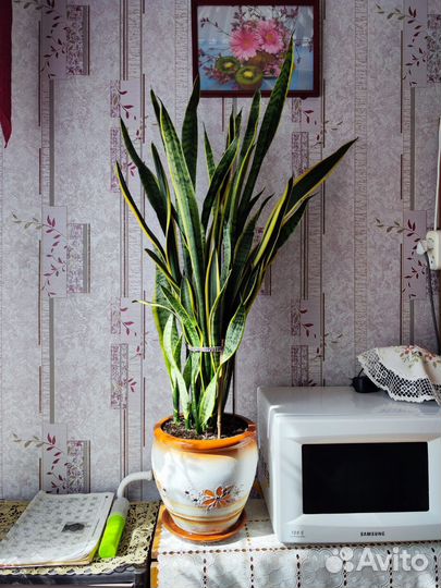 Сансевиерия щучий хвост