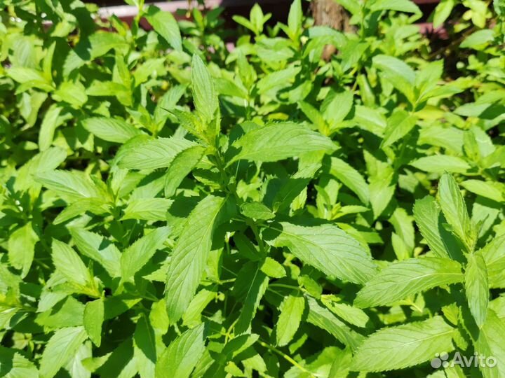 Мята душистая