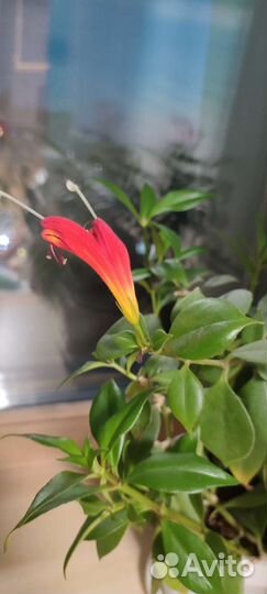 Комнатные цветы, спатифиллум, аглаонема и др