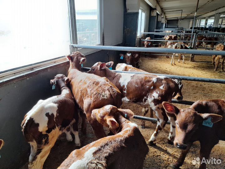 Бычки на откорм