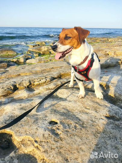 Случка джек рассел