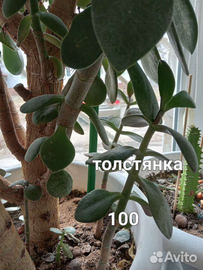 Комнатные растения