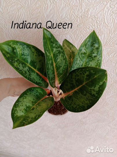 Аглаонемы сортовые, все по 1 экземпляру