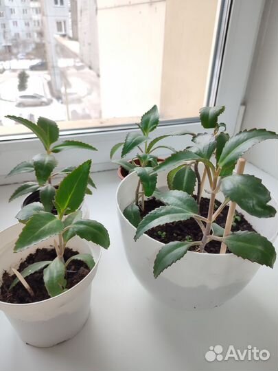 Каланхоэ лечебное