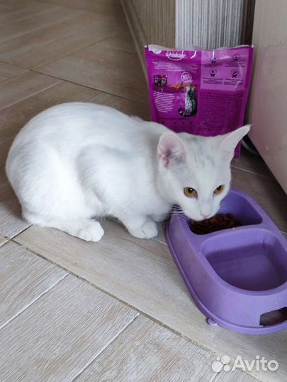 Кошечка в добрые руки