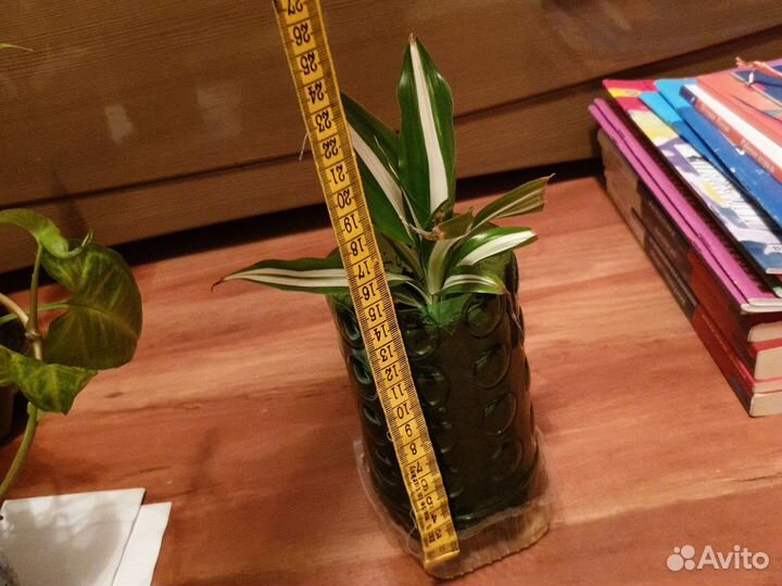 Кордилина драцена