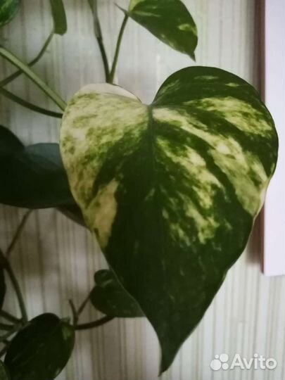 Сциндапсус (эпипремнум) комнатная лиана