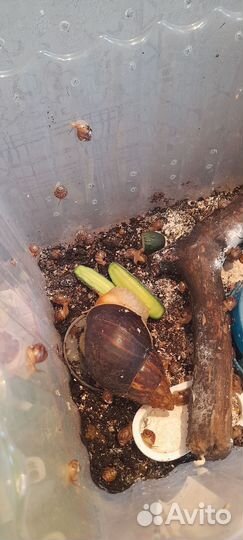 Ахатинские улитки