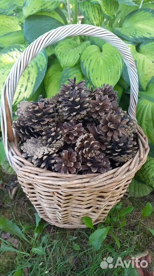 Сосновые шишки для декора и поделок