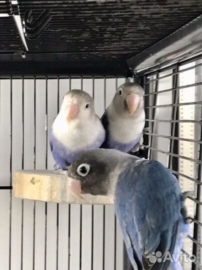 Масковый неразлучник