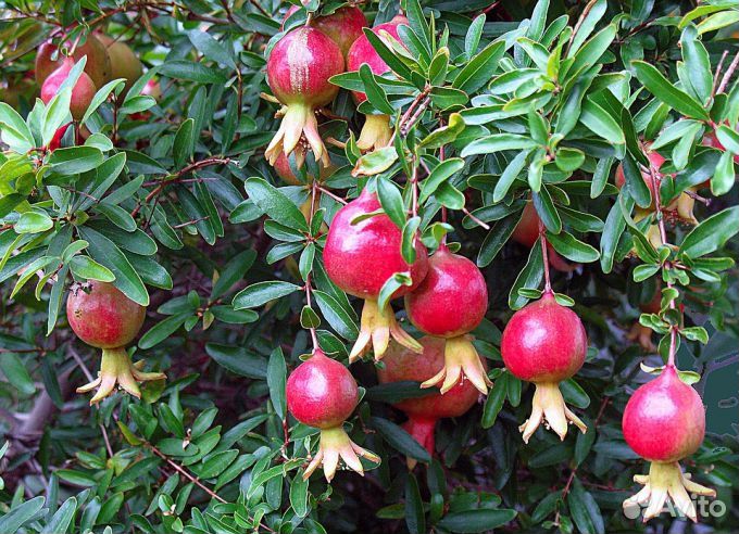 Гранат Чай Мушмула Олива и др. плодоносящие экзоты