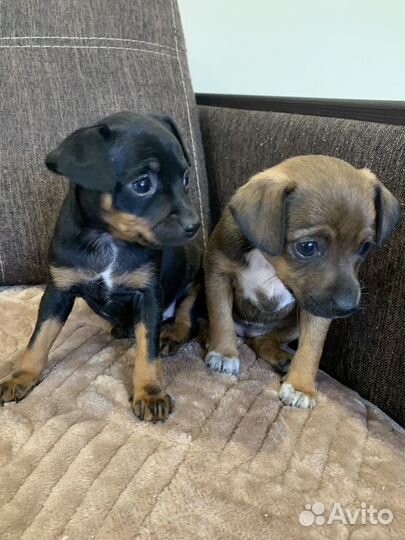 Той-терьер щенки