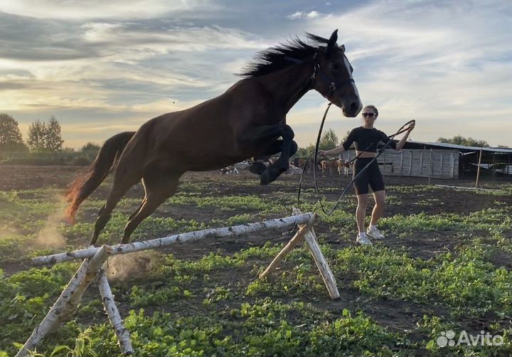 Кобыла 3 года