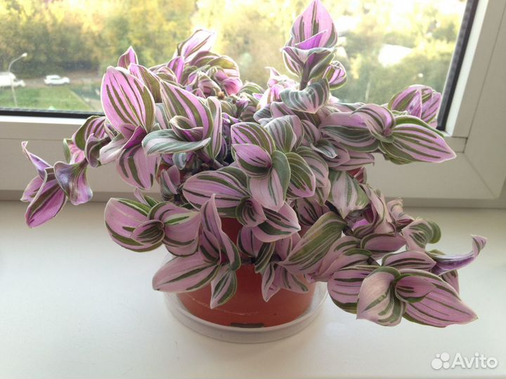 Традесканция розовая черенки (срез) и укоренённые