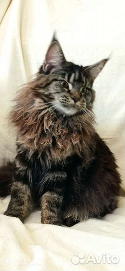 Котята мейн-кун