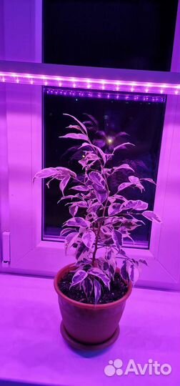 Фитолампа для растений